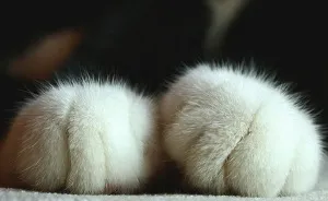 Cute And Fascinating Pictures Of Cat Paws