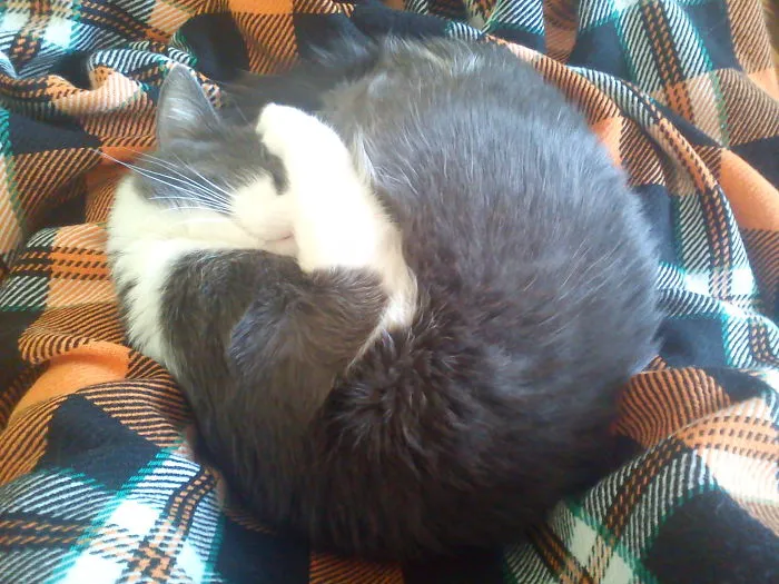 My Sleeping Kitty. I Miss You!
