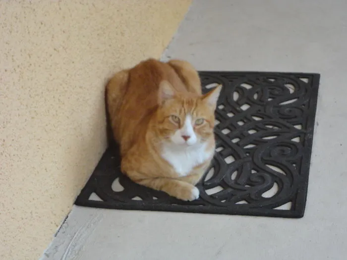 This Is Brandon, His Owner Moved And Left Him Behind, He's About 5-6 Years Old, We Love Him!