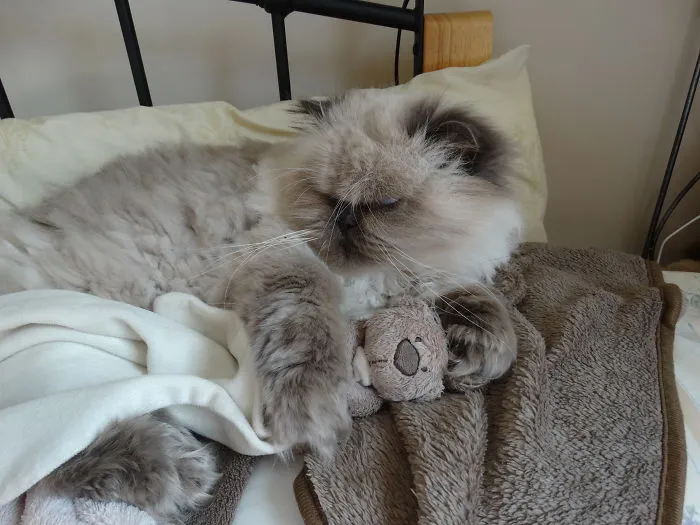 Poppy. Adopted Years Ago, Now 16. Sleeps Like A Pro. The Bear Is His Snuggle Buddy