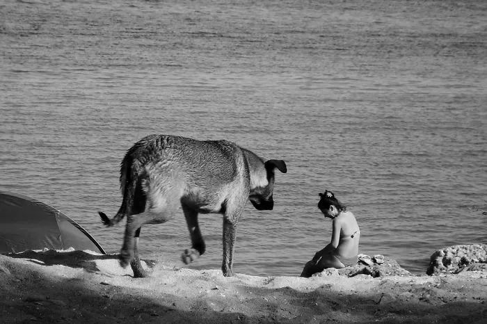 43 Perfectly Timed Photos That Turn Dogs Into Giants