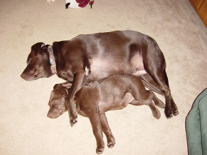 Young Lab Needs Company Sleeping.