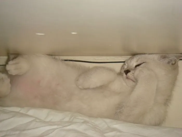 Django - British Shorthair Black Silver Shaded
