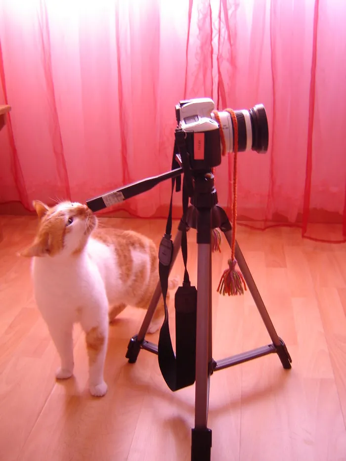 51 Animals That Want To Be Photographers
