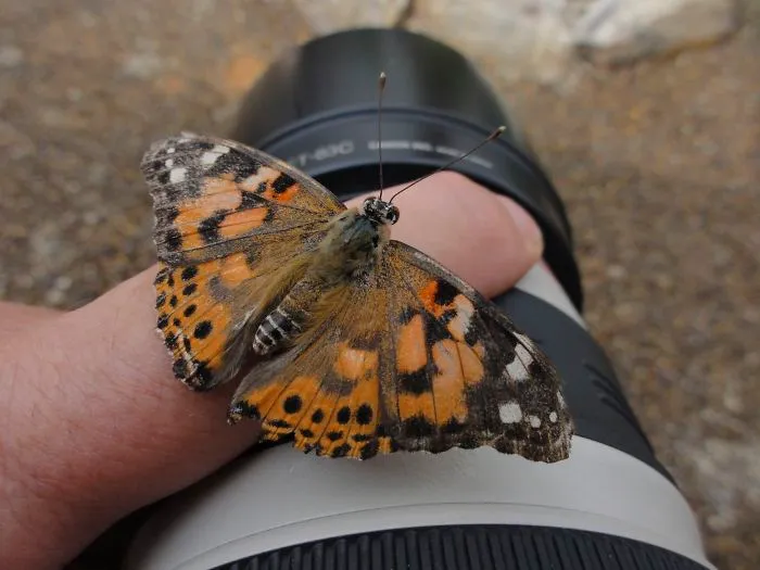 51 Animals That Want To Be Photographers