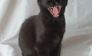 95 Of The Smiliest Cats On The Internet