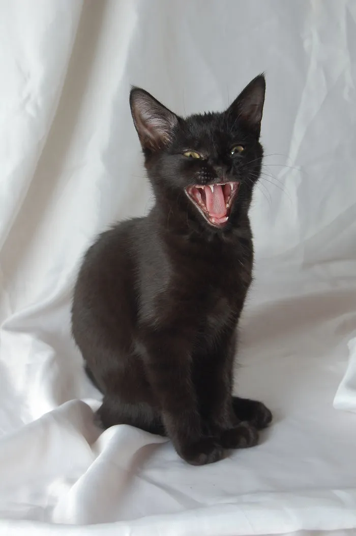 Smile For The Camera