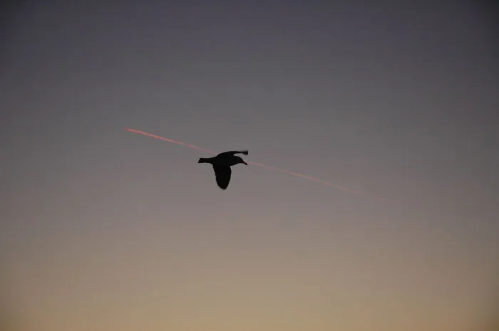 Passed Under My Wings