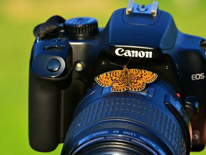51 Animals That Want To Be Photographers