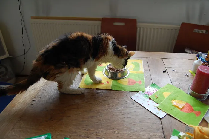 We Adopted Poesie When She Was 12. Now She Is 19.