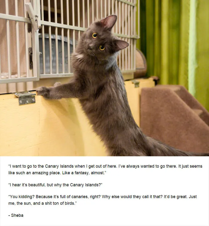 Felines Of New York
