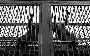 Set Them Free!