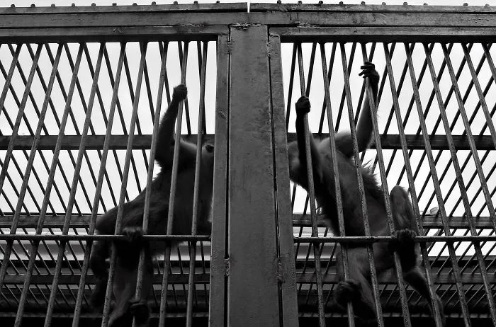 Set Them Free!