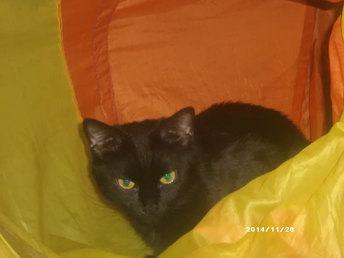 My Gorgeous Mimi Was 7 Years Old When I Adopted Her From A Shelter Sept. 2014.