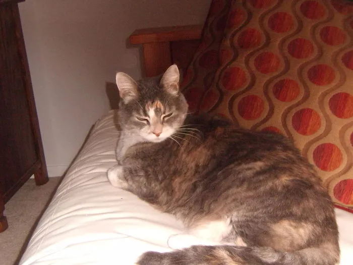 I Adopted Rosie Last Year When She Was 13. She's A Total Love.