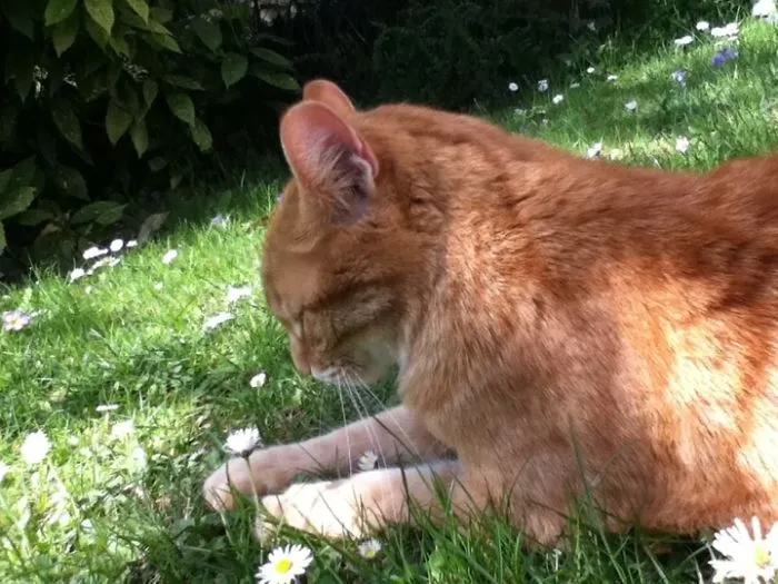I Finally Got To Keep My Family's Cat After They Moved. She's 13 But Still Plays Like A Kitten.