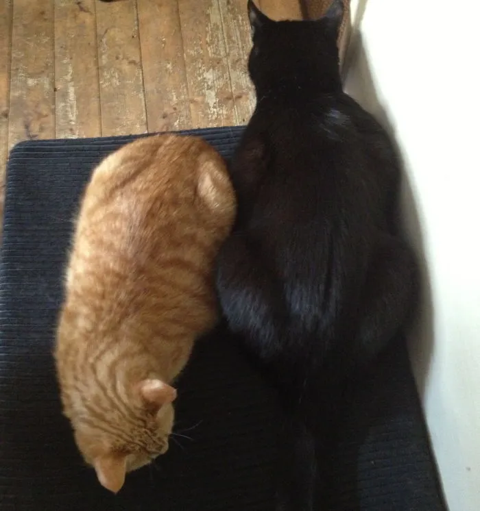 I Adopted Gucci (8) And A Bit Later Louie (12). Both Lost Their Humans Before.