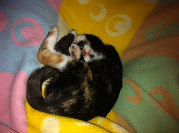 Twisted Lil'kittie :)