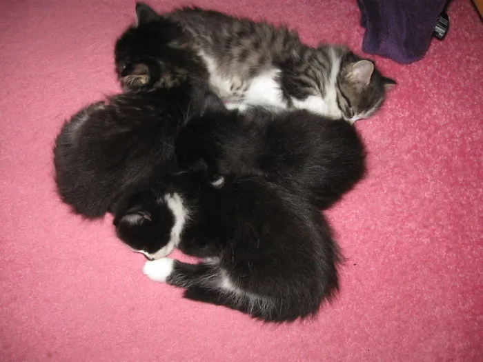 Kitty 'leeps In Kitty Heaps.