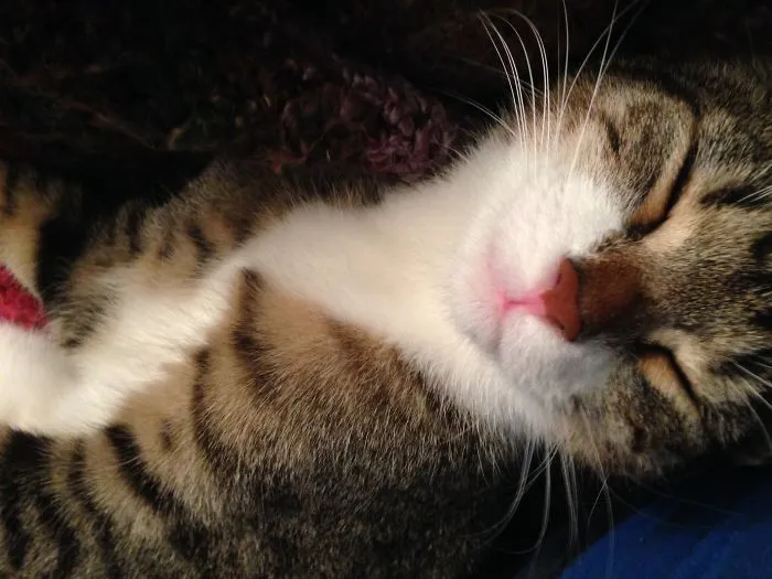 Happy Sleepy Kitty!
