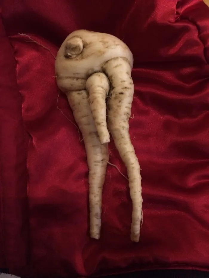 My Parsnip - I Just Couldn't Eat It - I Left It To Shrivel And Dry Up... !!
