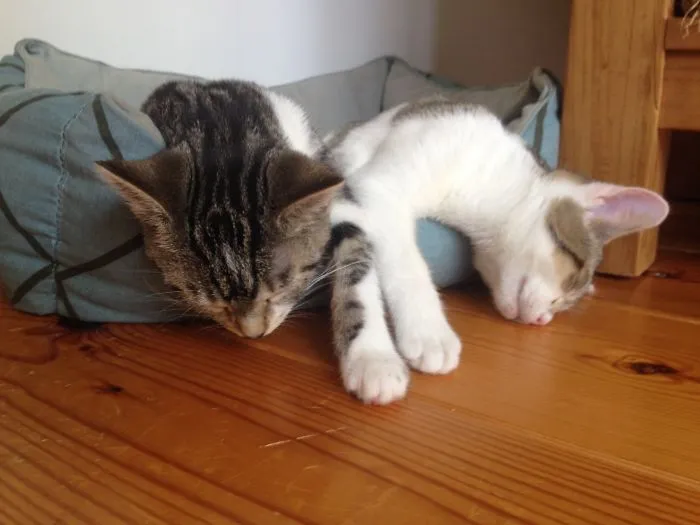 Fluid Kitties