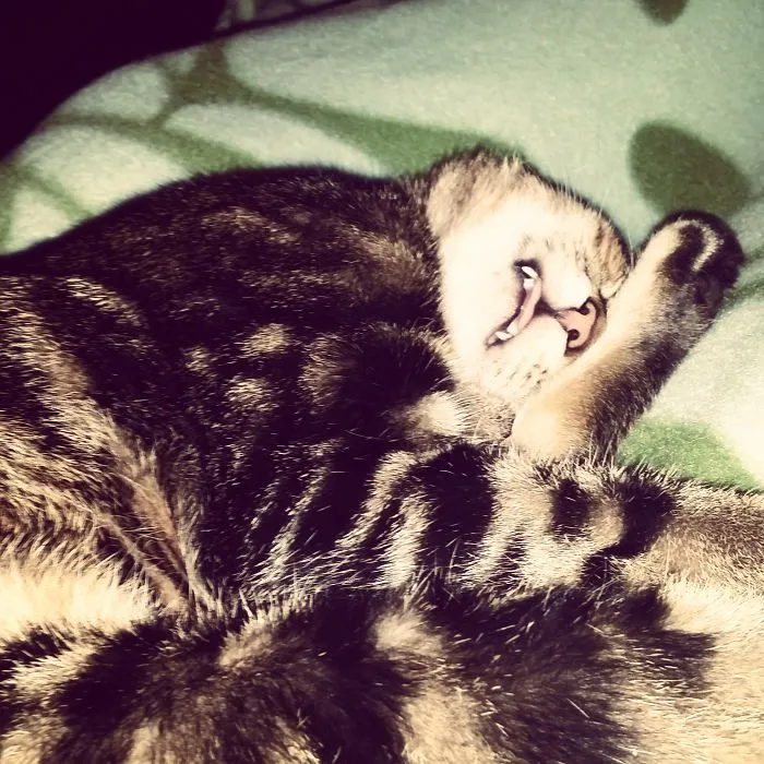 Momo Always Sticking Out His Tongue.. :p