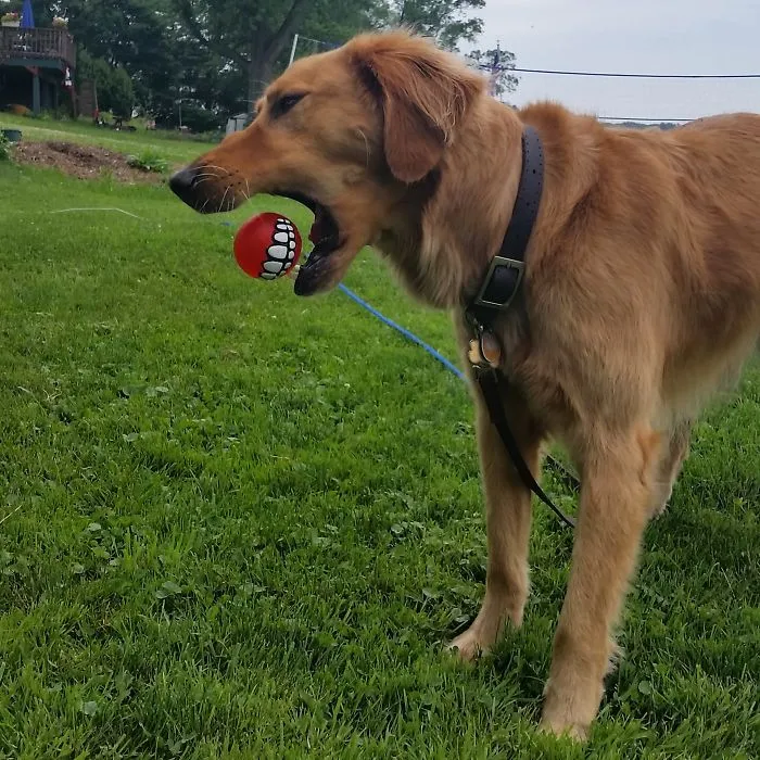 Doggone Dentures
