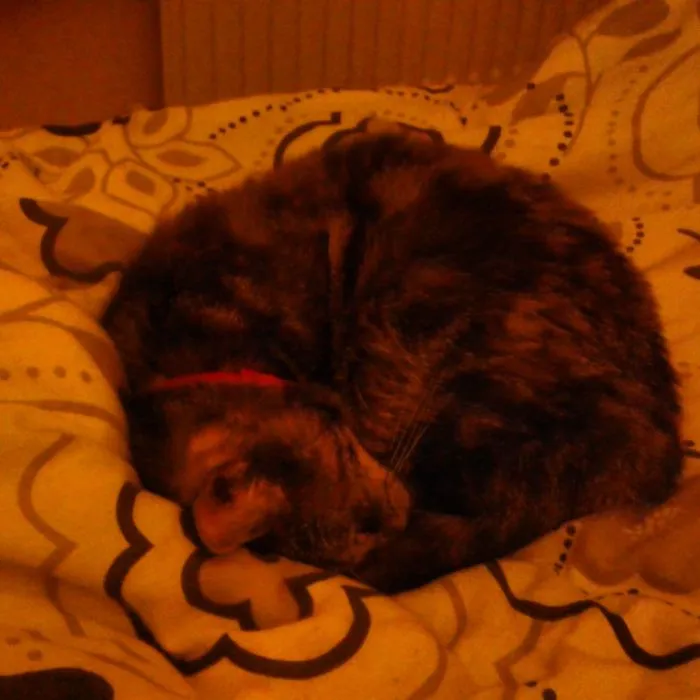 Just A Little Furball