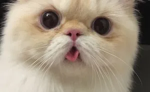 Yuki, My Derpy Himalayan Kitten