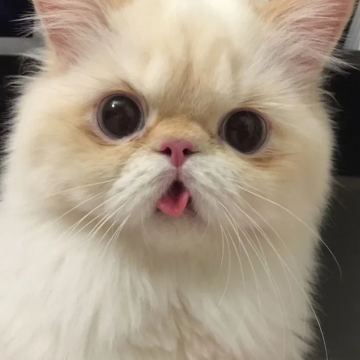 Yuki, My Derpy Himalayan Kitten