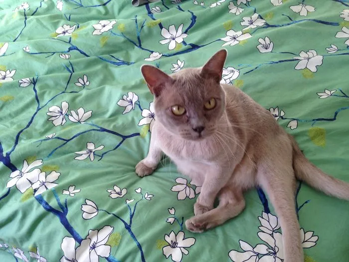 Prince Albert Aka "bertie" Was 10 When We Adopted Him.  He Is Now Living In The Lap Of Luxury