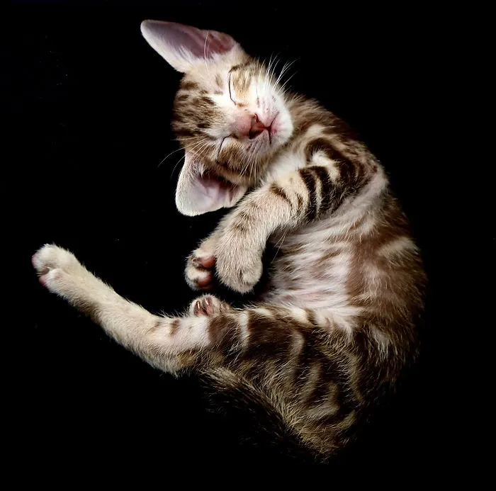 Sleeping Cutie