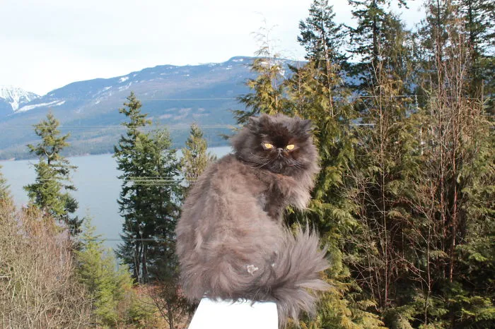 Adopted Him At 8 Years Old, Pictured At 9 Years :)