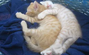 170 Sleepy Kittens Doing What They Do Best - Sleep