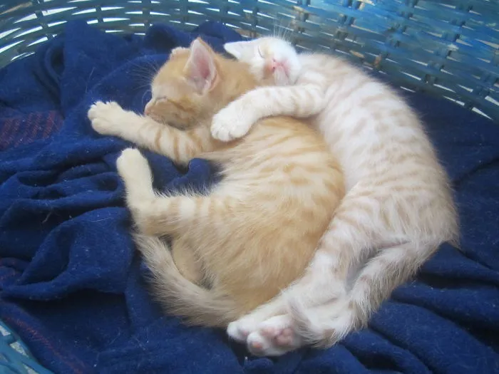 Two Brothers
