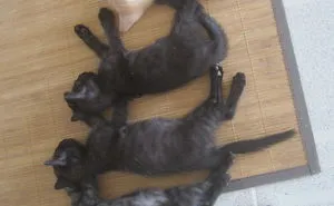 170 Sleepy Kittens Doing What They Do Best - Sleep