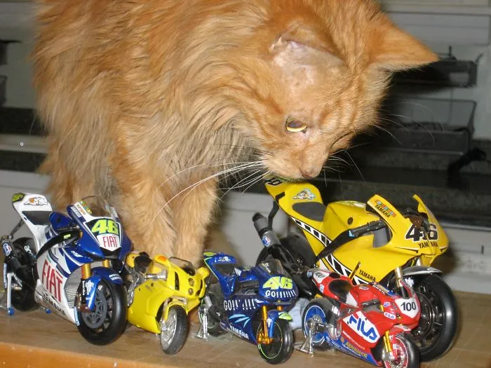 I Adopted Eddie When He Was 21 Years Old.