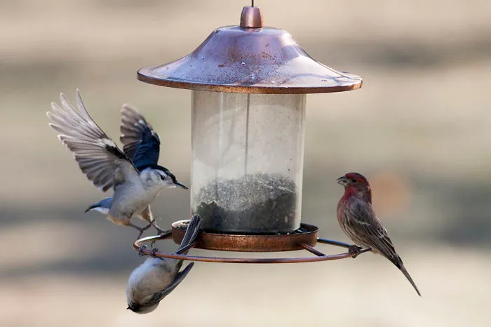 Chickadee Flip