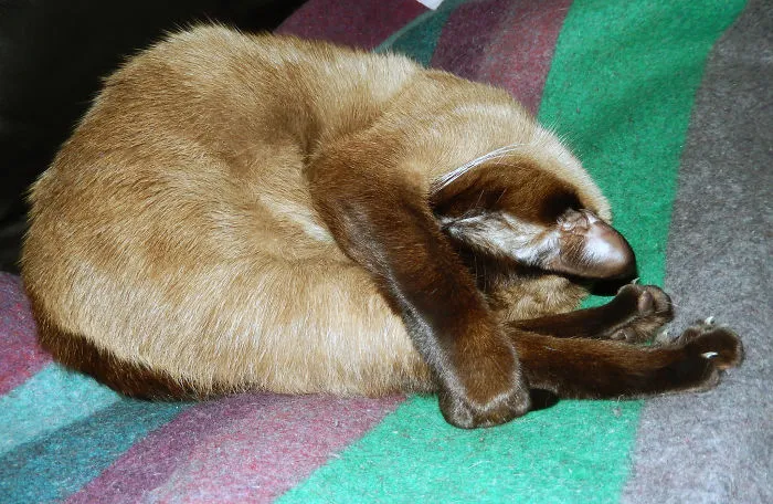 Max 'yoga' Pose