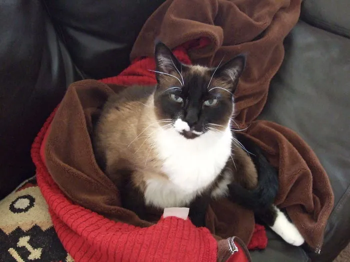 Steve, Our Three-legged Love, Was Adopted 3 Years Ago When He Was 6.