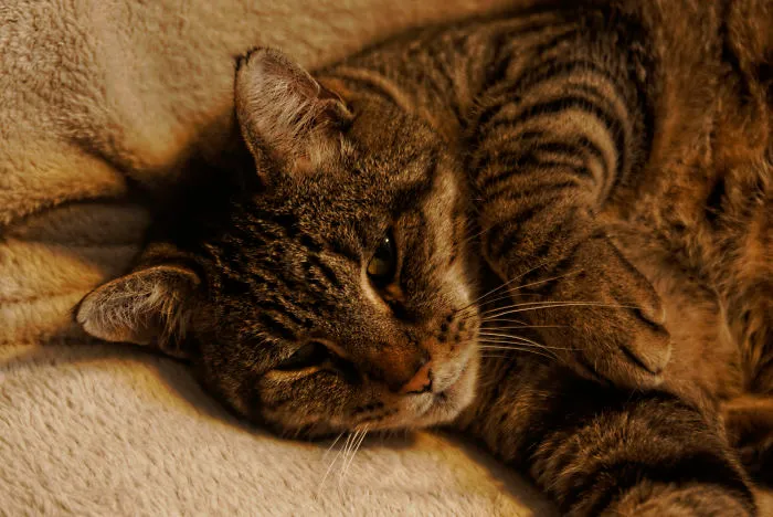 Here Is Merlin. 13 Years Old. He Was In The Shelter For More Than 1 Year.