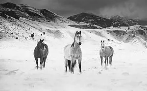I Chase Wild Horses In North America To Photograph Their Beauty