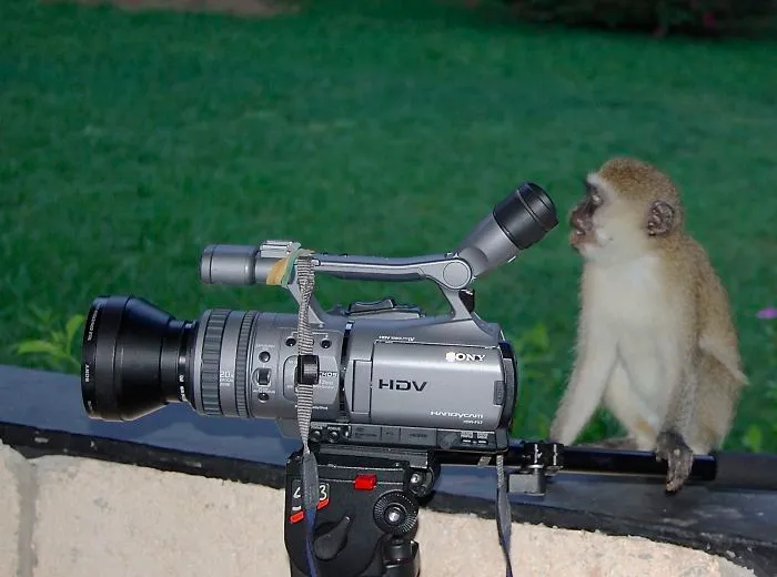 51 Animals That Want To Be Photographers