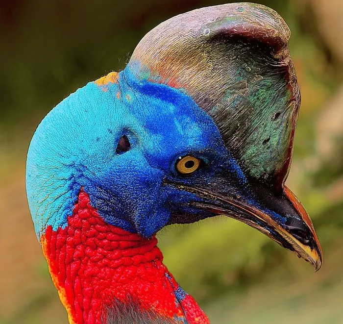 My Personal List Of The Most Dangerous Birds On Earth
