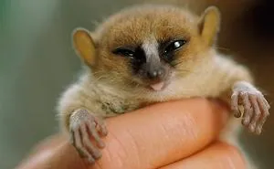 My Top 10 List Of Tiny And Adorable Lemur Species