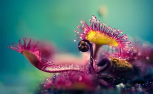 My Macro Photos Of Alien-like Carnivorous Plants Called Drosera