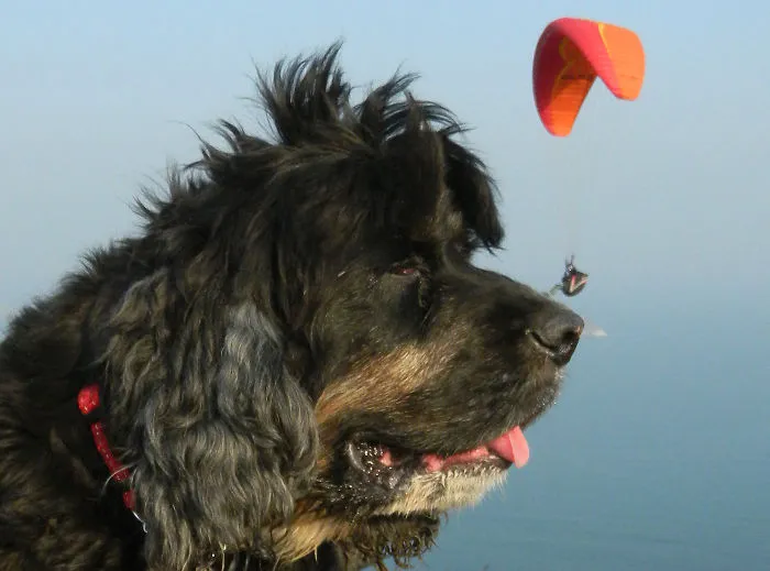 43 Perfectly Timed Photos That Turn Dogs Into Giants