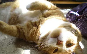 120 Of The Oldest Cats Adopted By People With The Biggest Hearts
