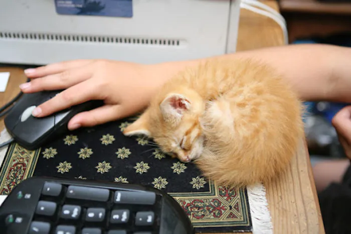 Firepaw Hard At Work.